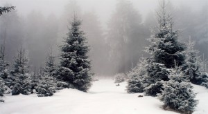 winter_sence