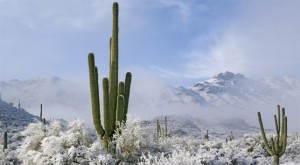the_warmth_of_the_cold_desert