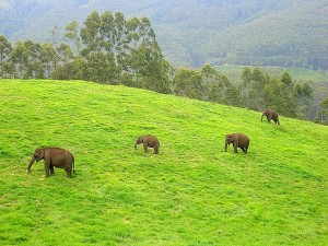 640px-WildElephants,Munnar