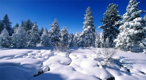 winter_sence